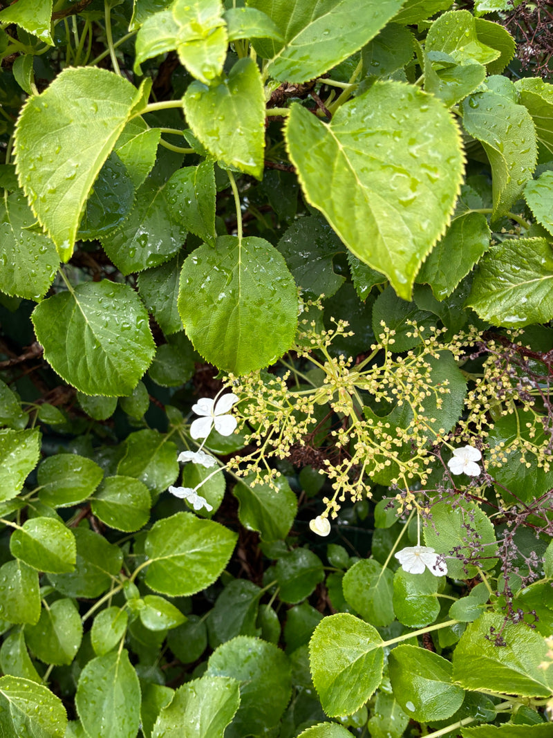 Hortensien — Bild 2