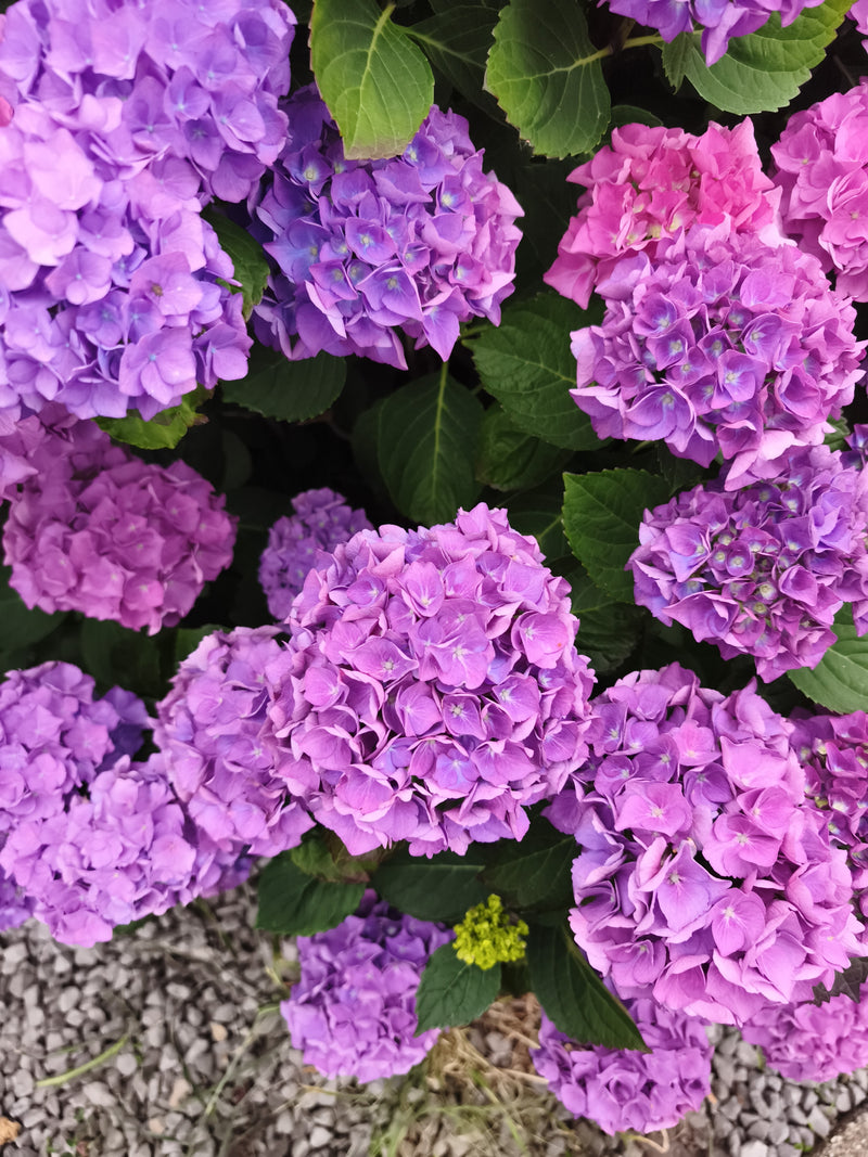 Hortensien — Bild 3