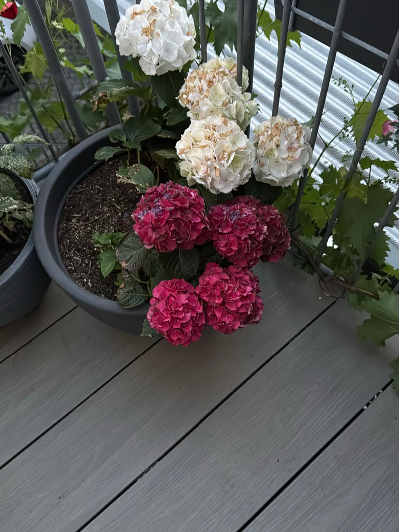 Hortensien — Bild 3