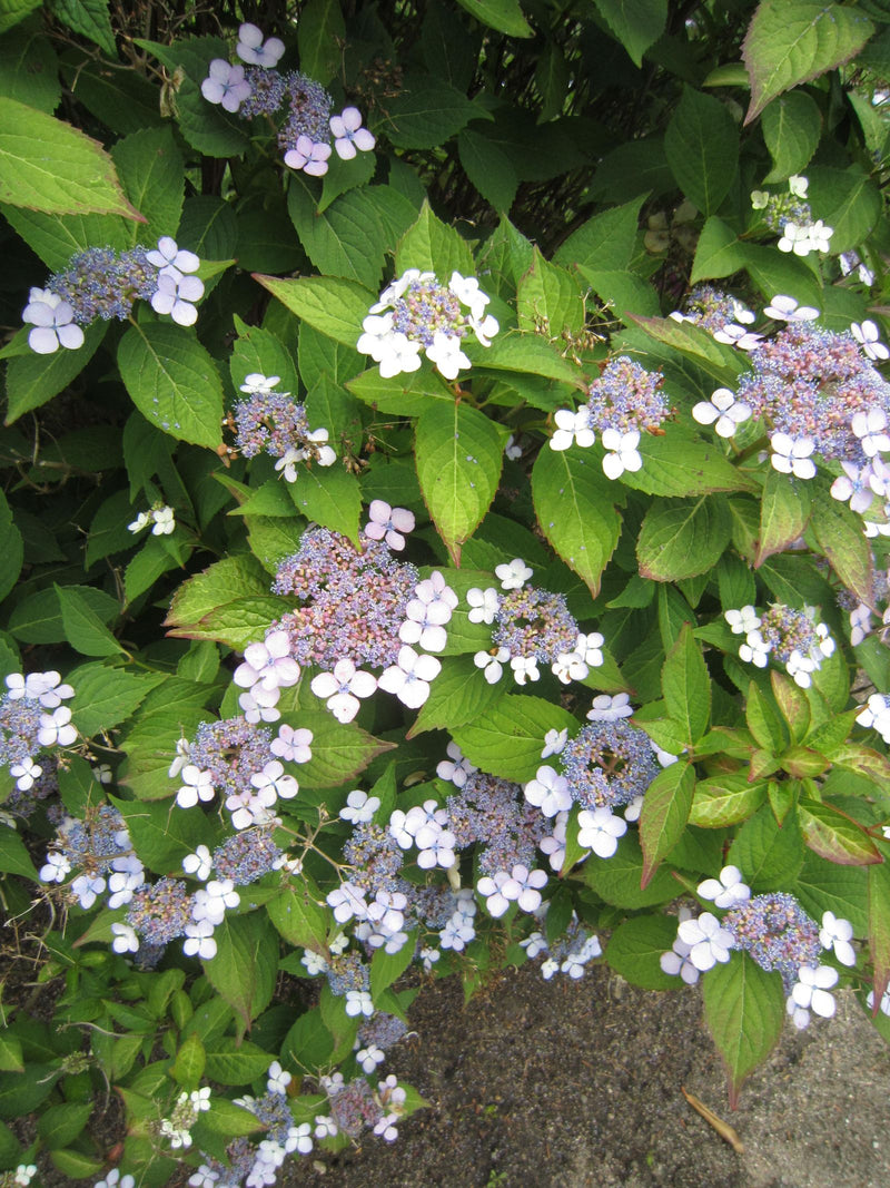 Hortensien — Bild 1