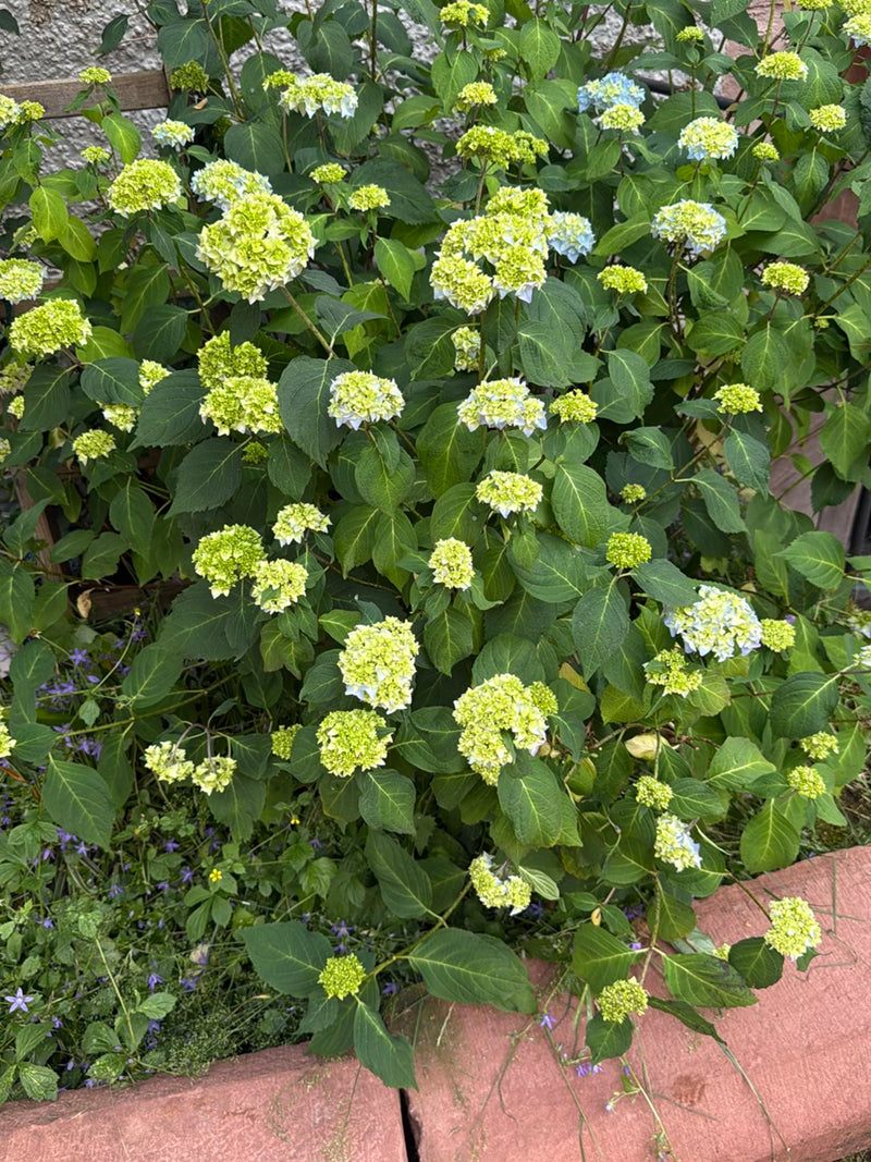 Hortensien — Bild 4