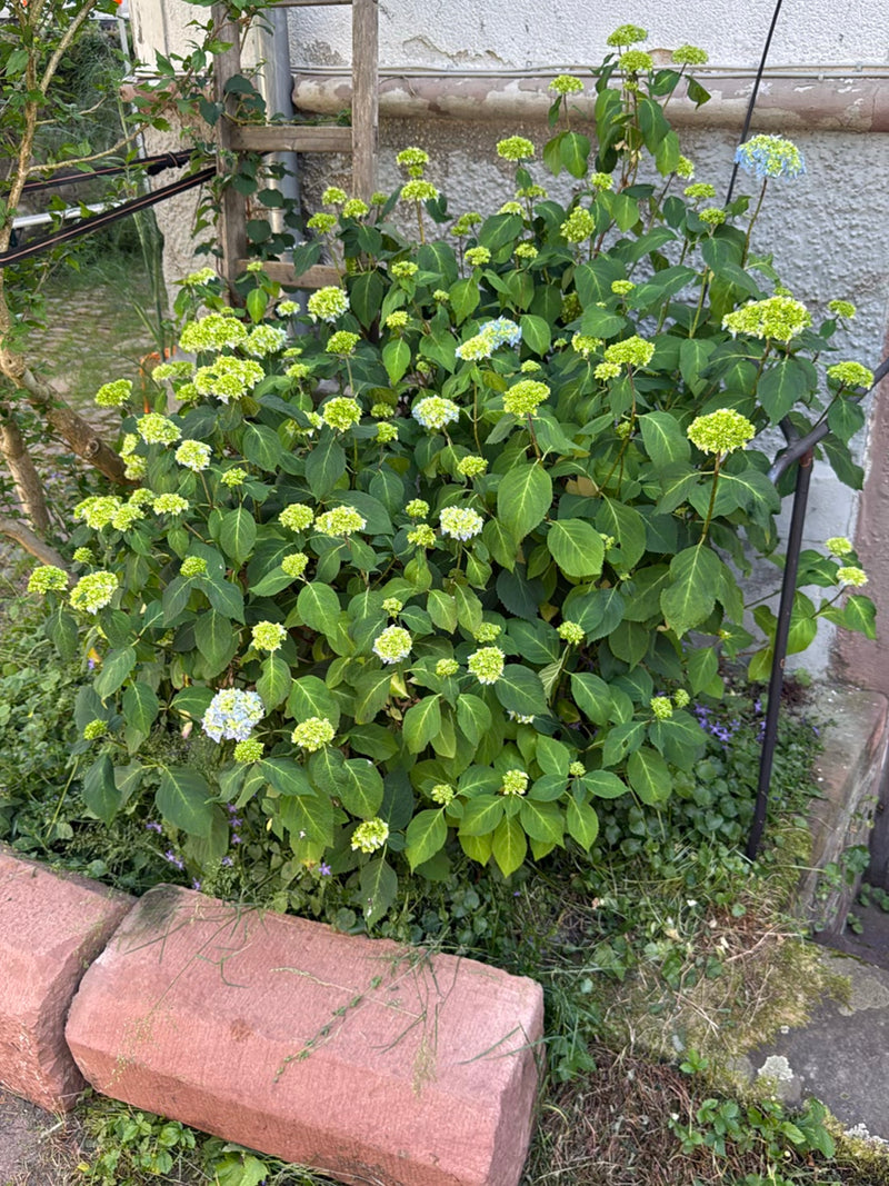 Hortensien — Bild 5