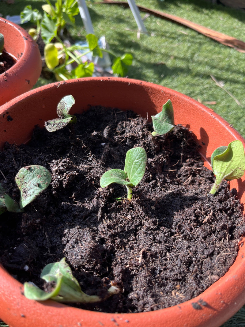 Zucchini — Bild 4
