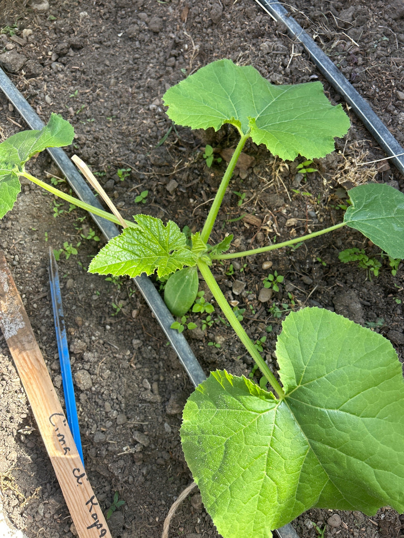 Zucchini — Bild 4
