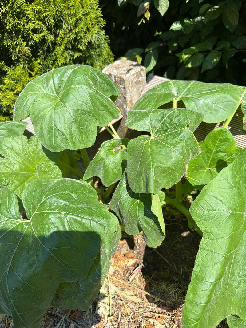 Zucchini — Bild 5