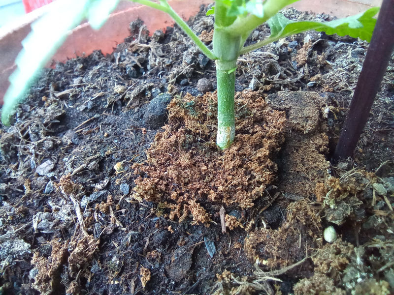Zucchini — Bild 4