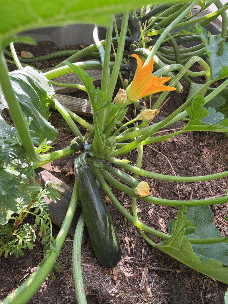 Zucchini — Bild 5