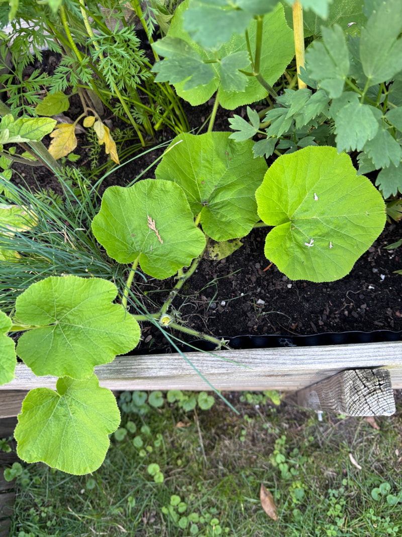 Zucchini — Bild 3