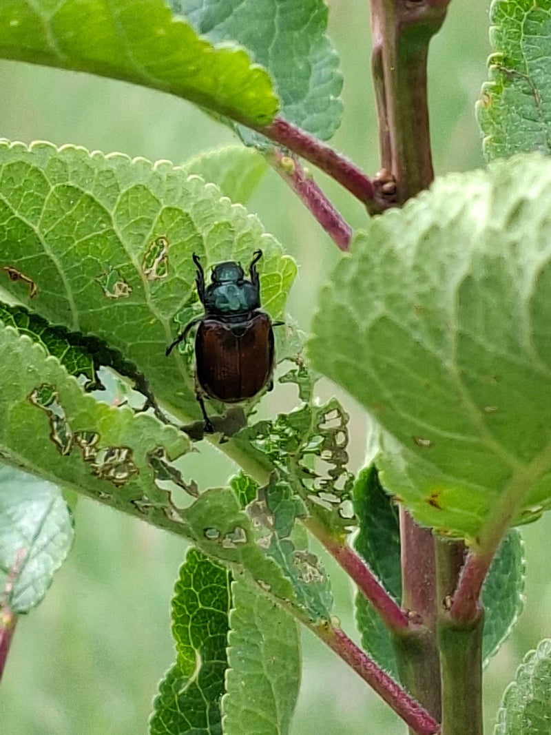 Gartenlaubkäfer — Bild 5