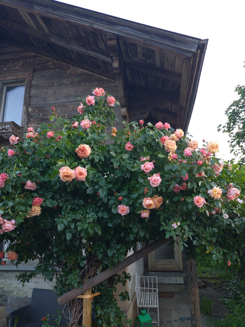 Gartenrose — Bild 2