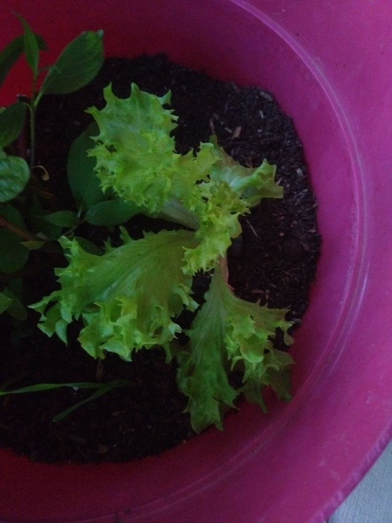 Gartensalat — Bild 1