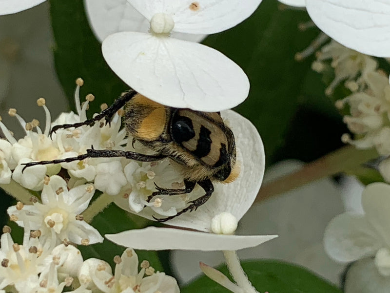 Gebänderter Pinselkäfer — Bild 2 von 3