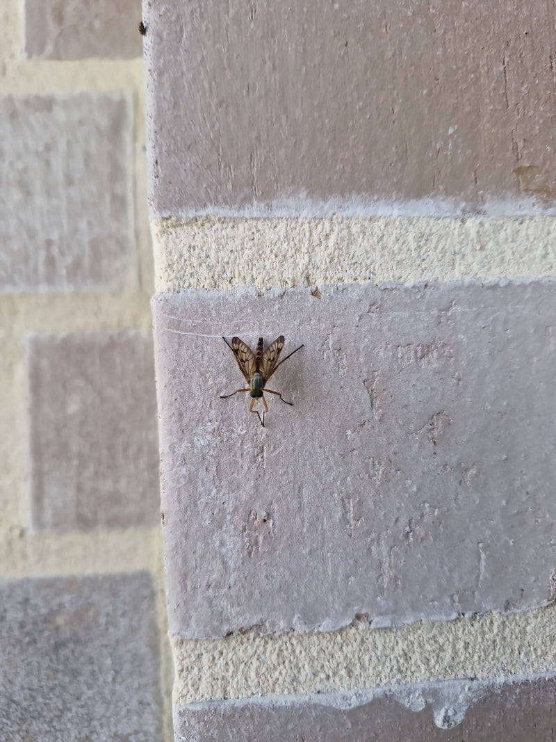 Gefleckte Schnepfenfliege — Bild 1