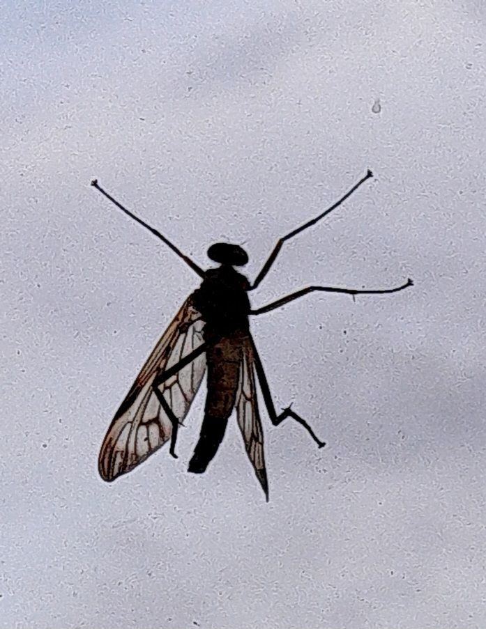 Eine Gefleckte Schnepfenfliege sitzt auf einem hellen Untergrund. Die charakteristische Flügelzeichnung und die langen Beine sind gut zu erkennen.