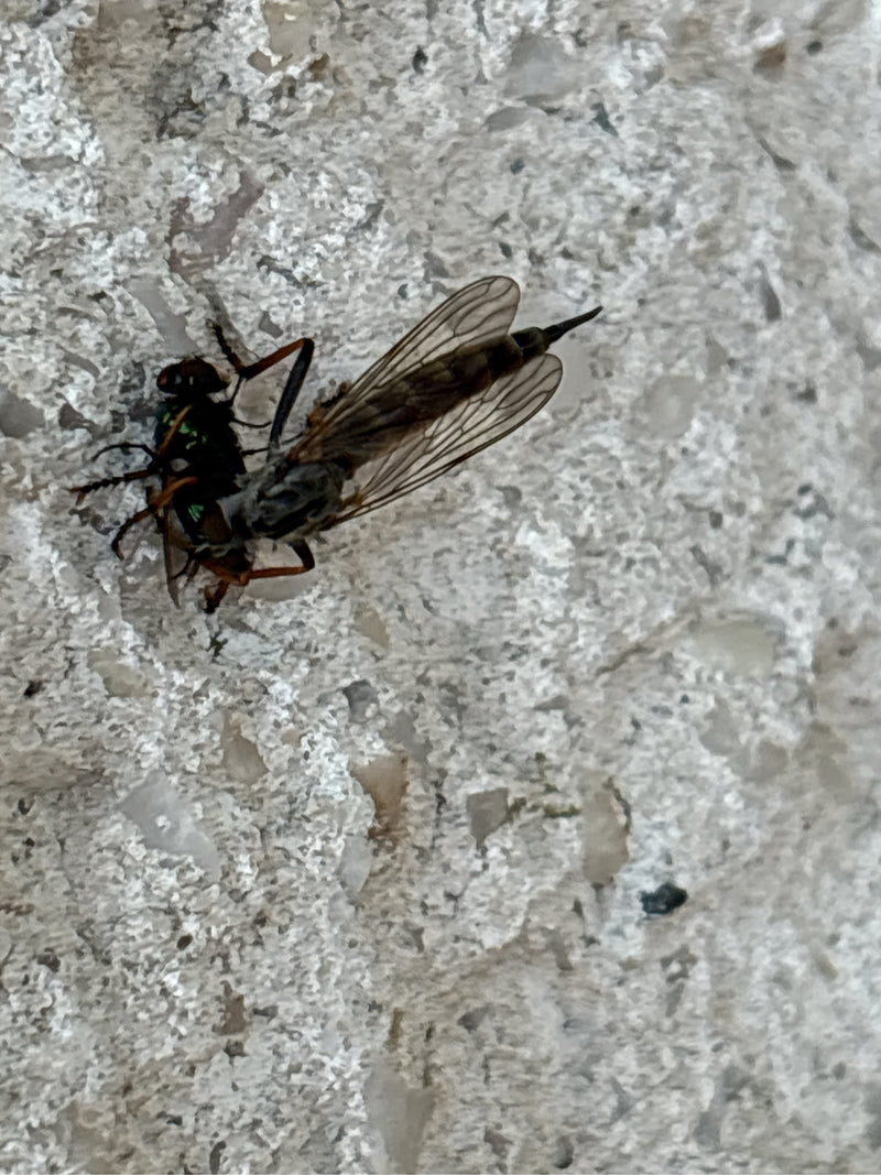 Eine Gefleckte Schnepfenfliege sitzt auf einer hellen Wand und hält eine andere Fliege als Beute in ihren Beinen. Das Tier ist gut zu erkennen und zeigt typi...