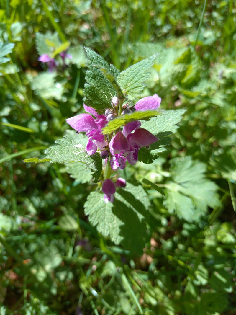 Gefleckte Taubnessel — Bild 1