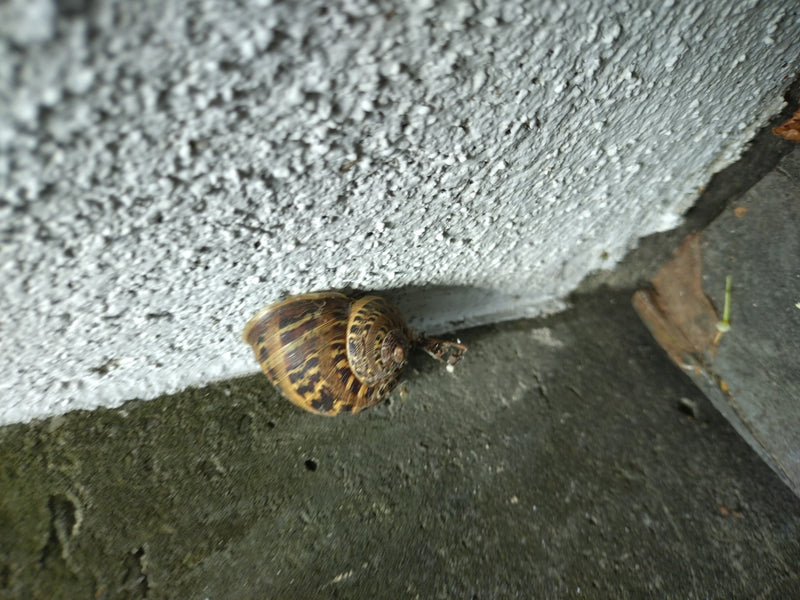Gefleckte Weinbergschnecke — Bild 4