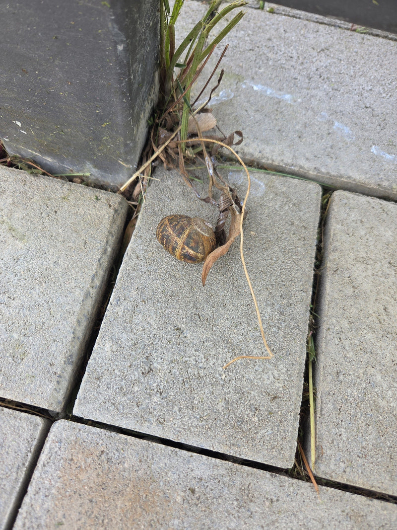 Gefleckte Weinbergschnecke — Bild 5
