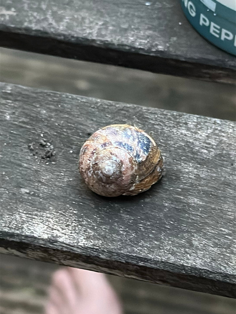 Gefleckte Weinbergschnecke — Bild 3