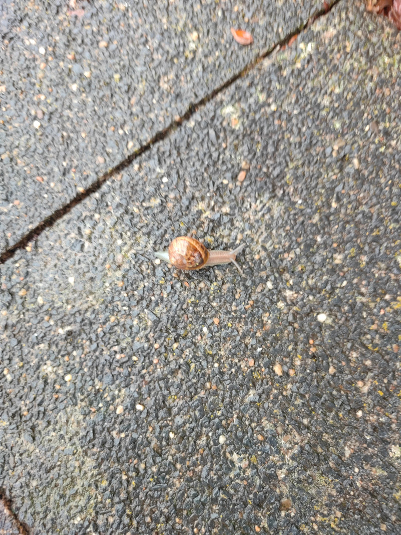 Gefleckte Weinbergschnecke — Bild 1
