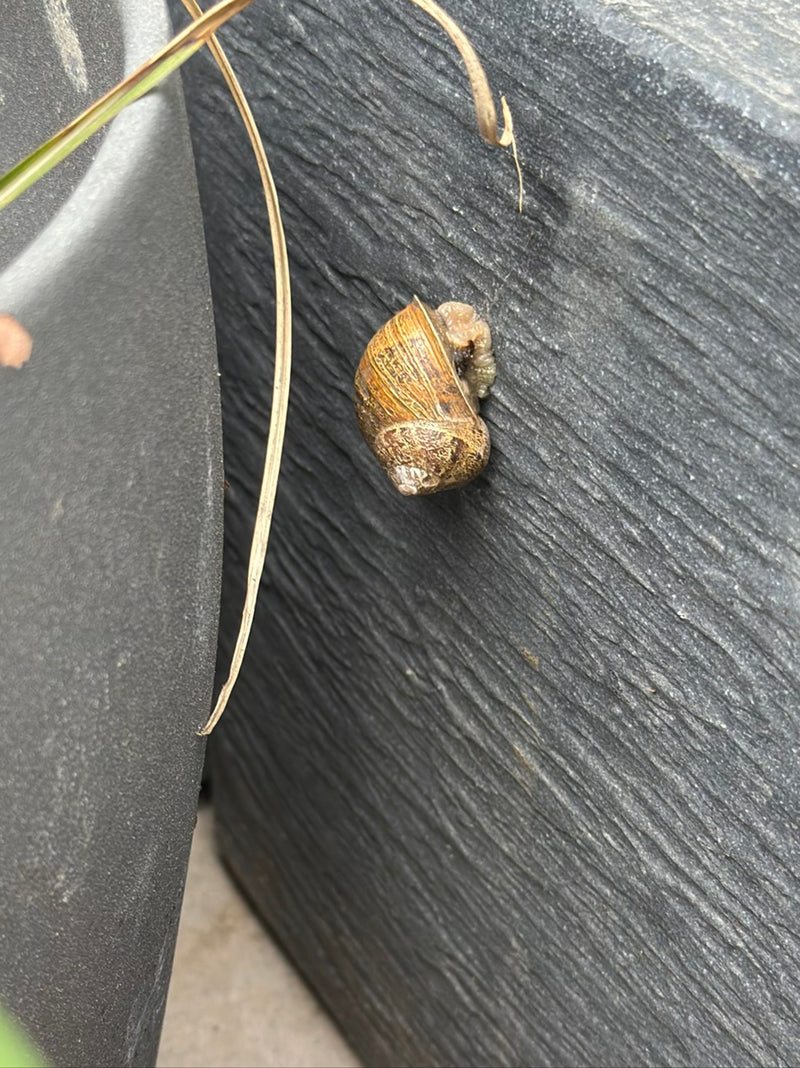 Gefleckte Weinbergschnecke — Bild 5