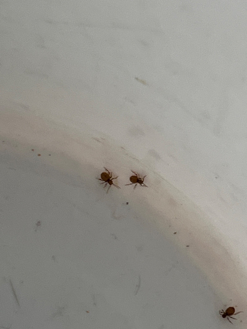 Auf einem hellen, glatten Untergrund sind drei Gefleckte Kugelspringer zu sehen. Sie verharren ruhig in einer Aufsicht.
