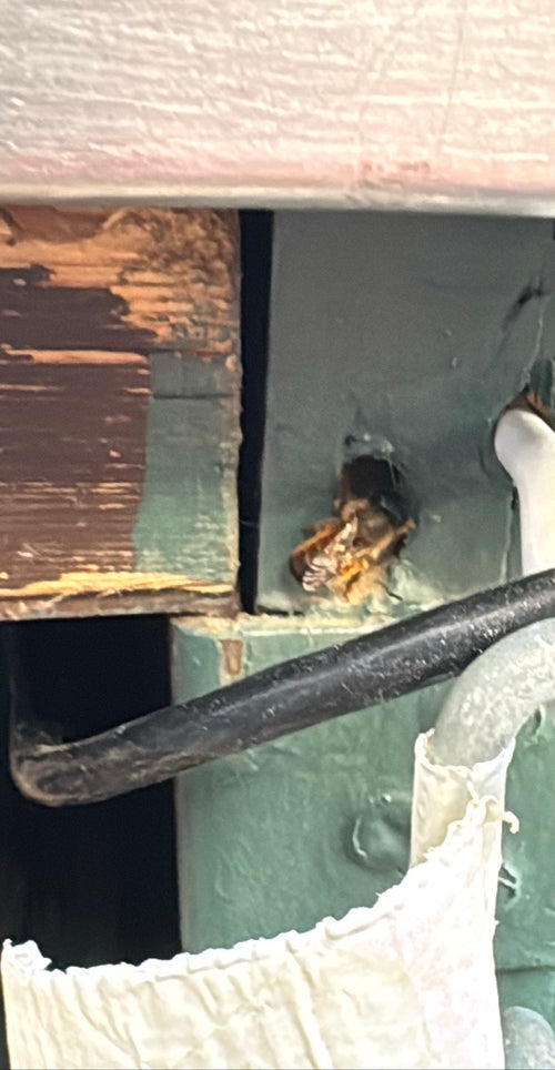 Gehörnte Mauerbiene (Osmia cornuta) – Bild 3