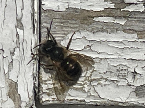 Gehörnte Mauerbiene (Osmia cornuta) – Bild 2