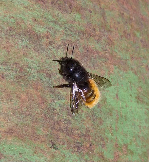 Gehörnte Mauerbiene (Osmia cornuta) – Bild 4