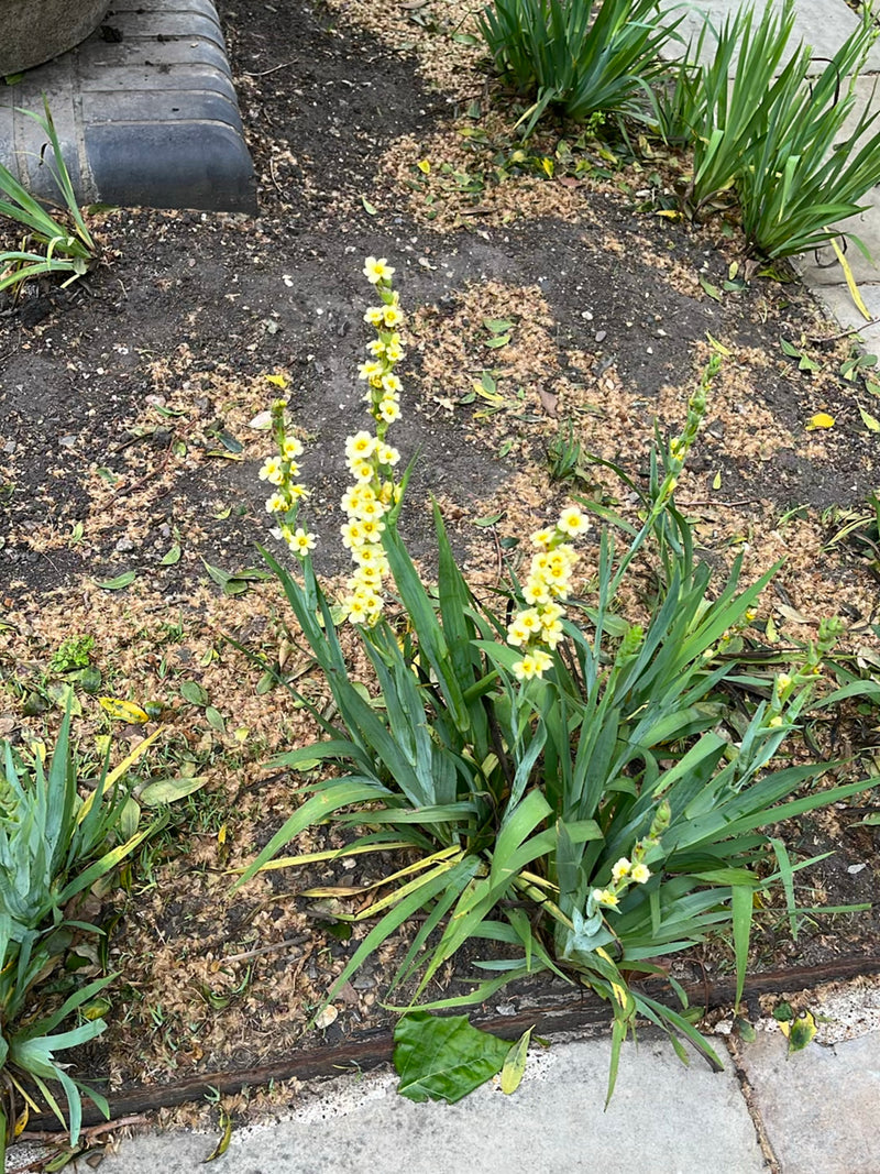 Gelbes Aschenblümchen — Bild 2