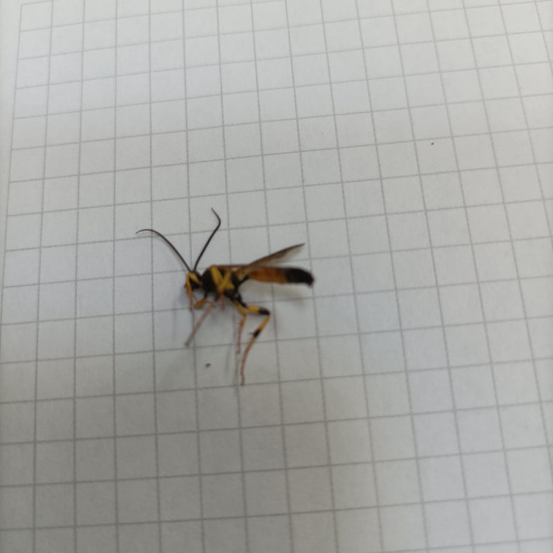Gelbgezeichnete Schlupfwespe — Bild 1