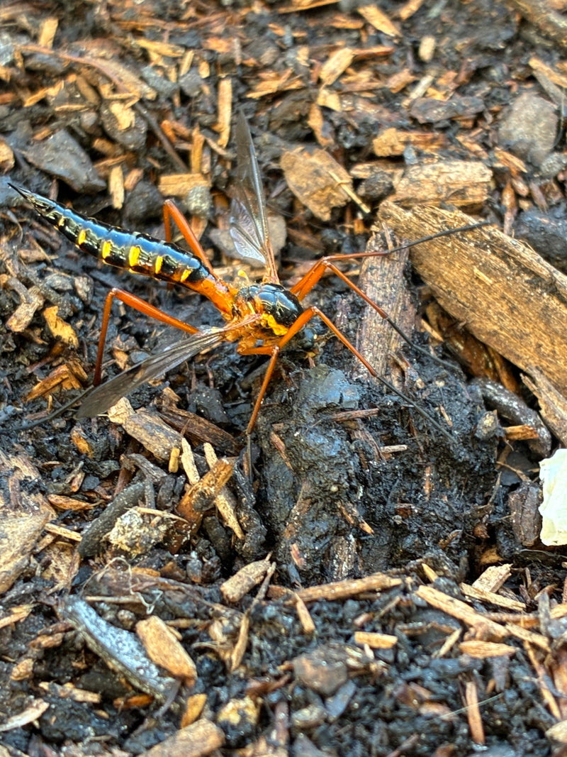 Gelbgezeichnete Schlupfwespe — Bild 2