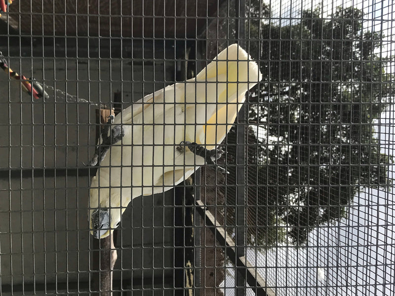 Gelbhaubenkakadu — Bild 4 von 10