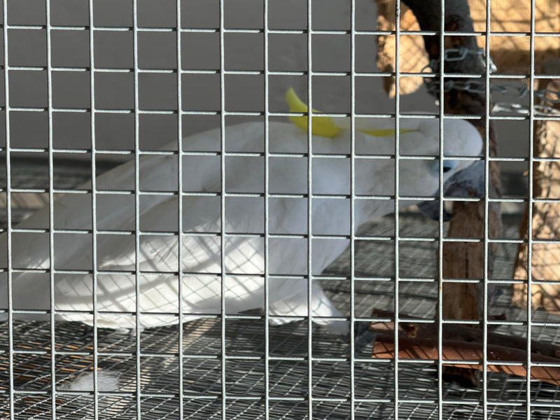 Ein Gelbhaubenkakadu sitzt hinter dem Gitter eines Käfigs oder einer Voliere. Der weiße Vogel mit der markanten gelben Haube ist im Profil zu sehen.