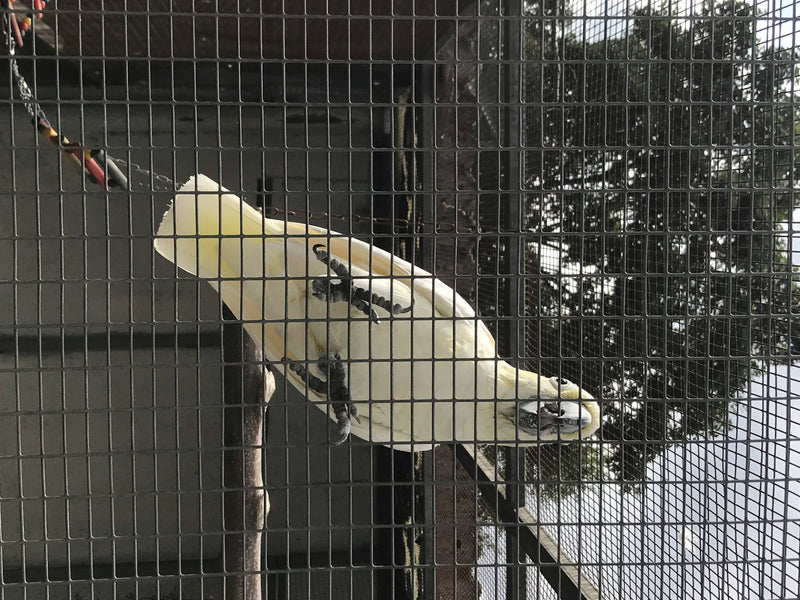 Gelbhaubenkakadu — Bild 5 von 10