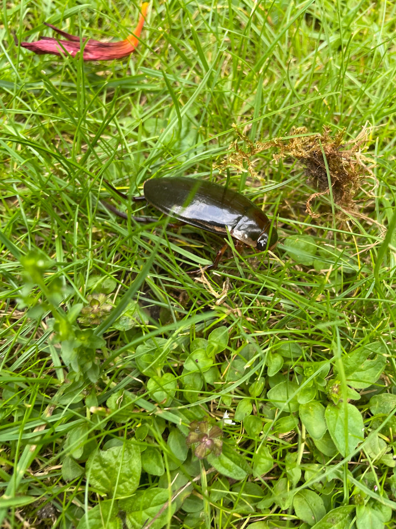 Ein Gemeiner Gelbrandkäfer sitzt im grünen Gras. Er zeigt seine charakteristische, dunkle und glänzende Flügeldecke.