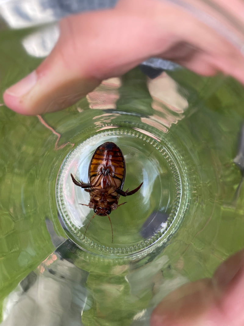 Zu sehen ist die Unterseite eines Gemeinen Gelbrandkäfers, der auf dem Rücken in einem Glas liegt.