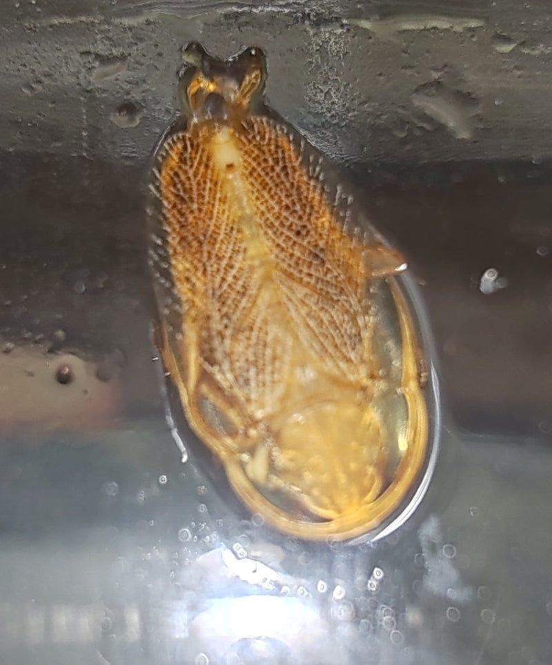 Das Bild zeigt die Unterseite eines Gemeinen Gelbrandkäfers, der sich direkt unter der Wasseroberfläche befindet. Deutlich erkennbar sind die Beine und die c...