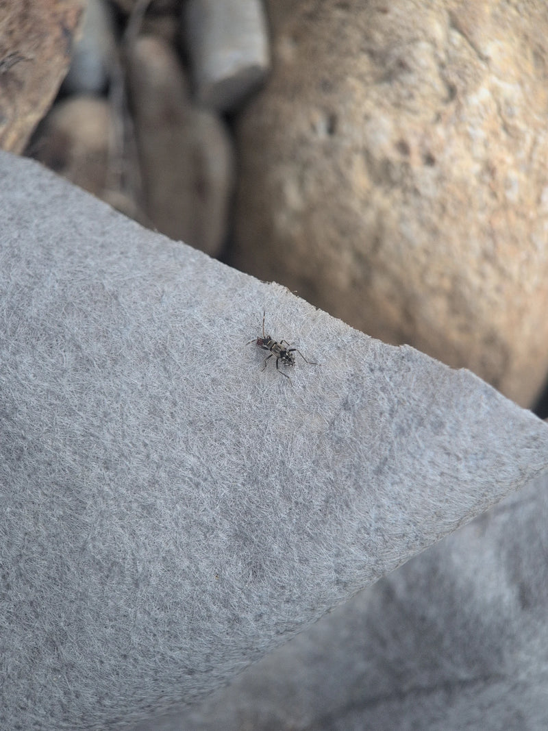 Rhyparochromus Pini — Bild 4