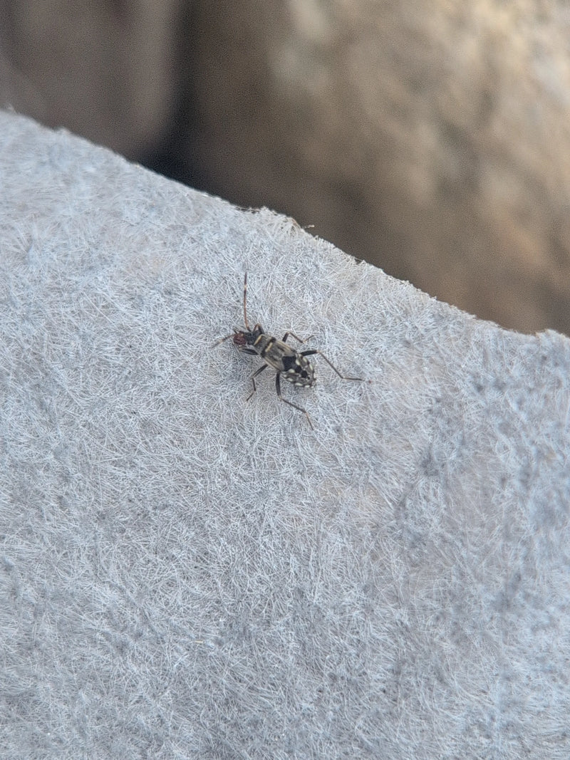 Rhyparochromus Pini — Bild 3