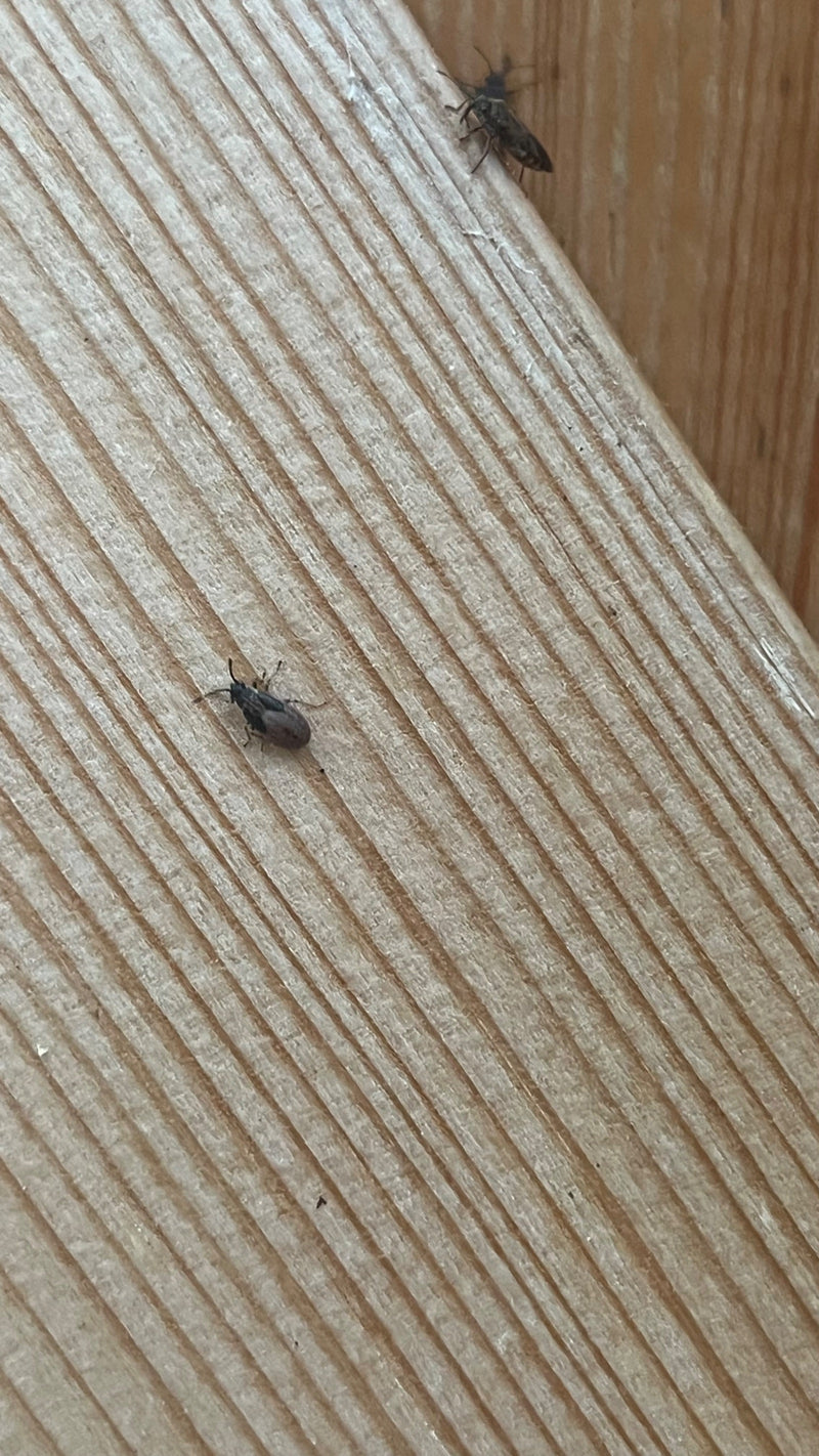 Zwei Gemeine Bodenwanzen sitzen auf einer strukturierten Holzoberfläche. Sie verharren ruhig auf dem hellen Holz.