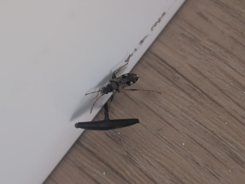 Rhyparochromus Pini — Bild 5