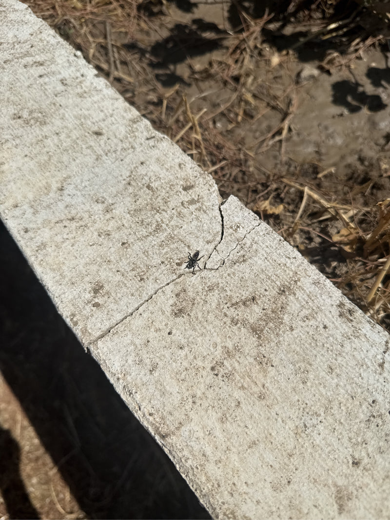 Auf einer hellen Betonplatte läuft eine kleine Gemeine Bodenwanze. Die Draufsicht zeigt das Insekt in seiner natürlichen Umgebung.