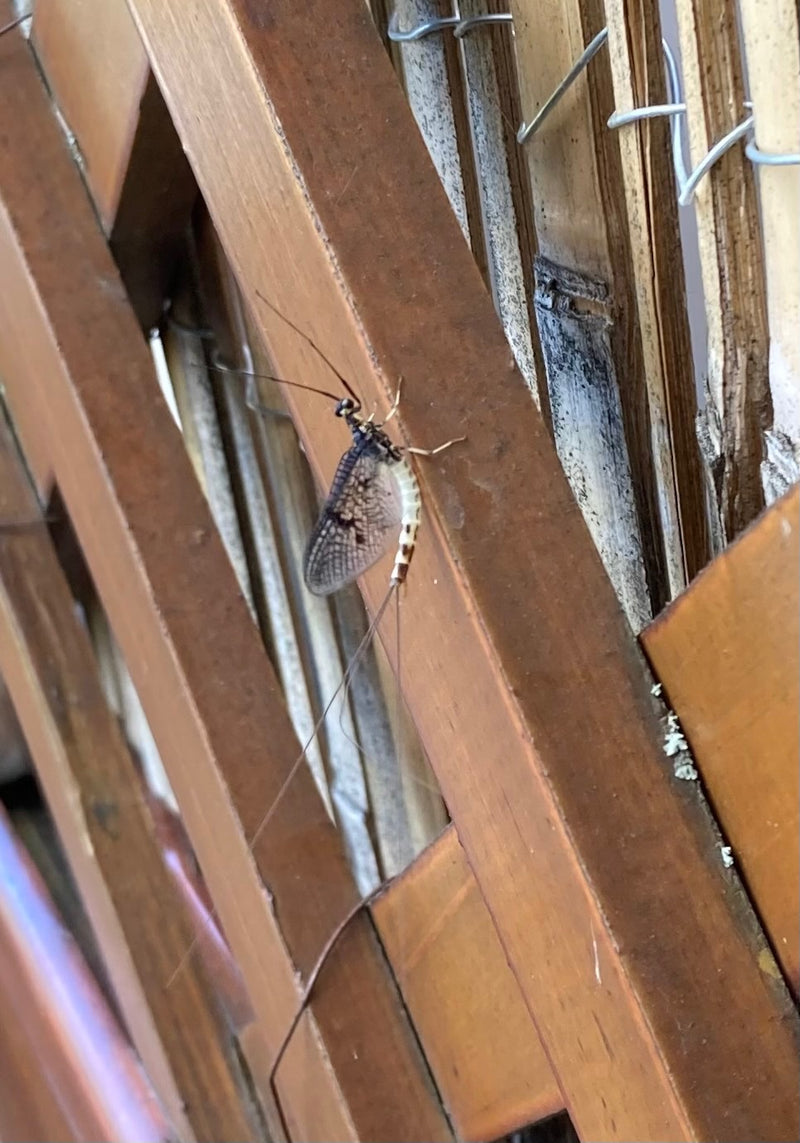 Gemeine Eintagsfliege — Bild 1