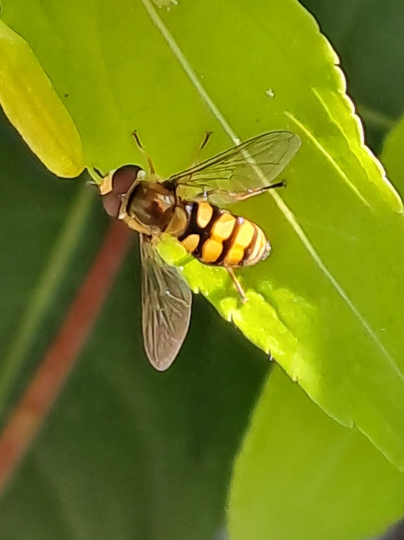 Gemeine Feldschwebfliege — Bild 5 von 6