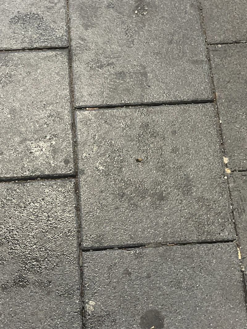 Gemeine Feldschwebfliege — Bild 2 von 6
