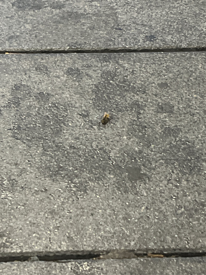 Gemeine Feldschwebfliege — Bild 3 von 6