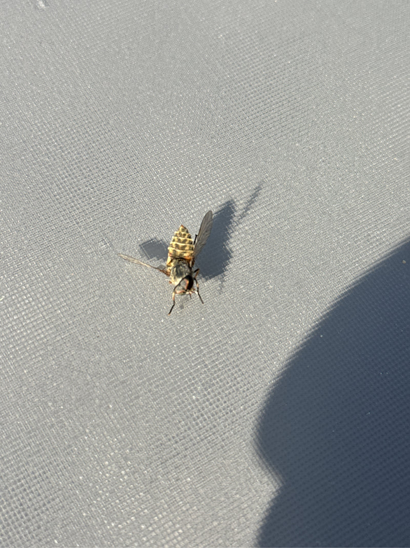 Gemeine Feldschwebfliege — Bild 4 von 6