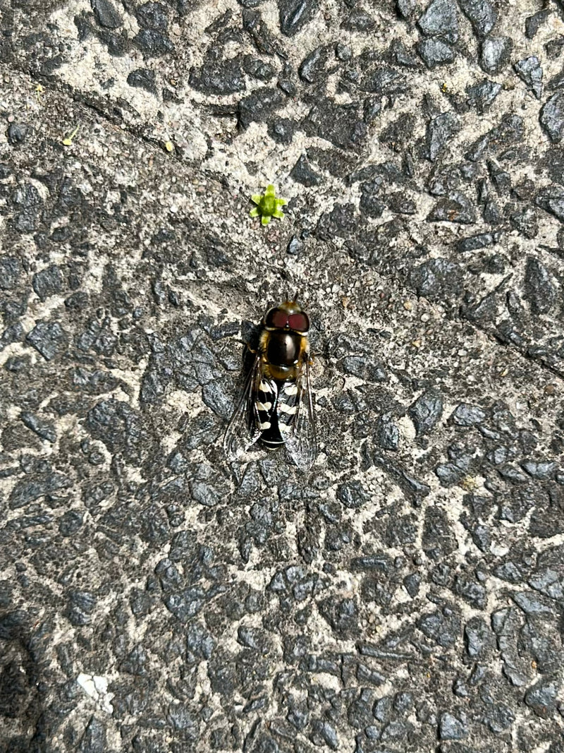 Gemeine Feldschwebfliege — Bild 2