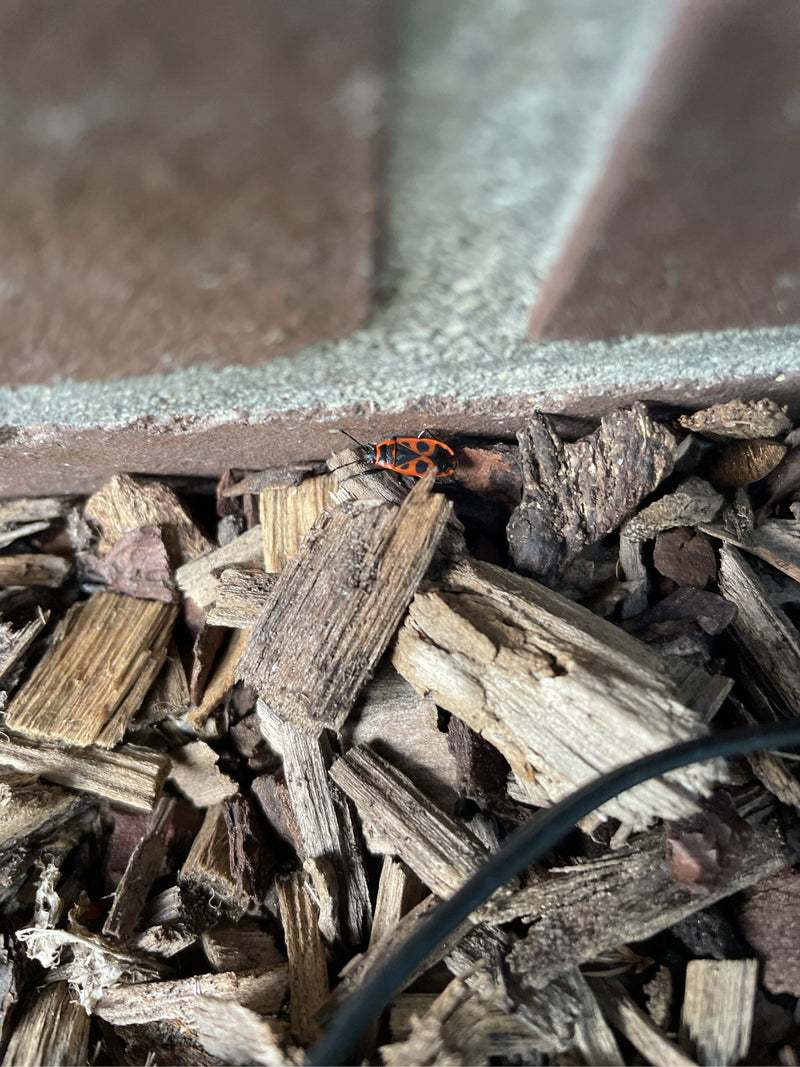 Feuerwanze — Bild 5